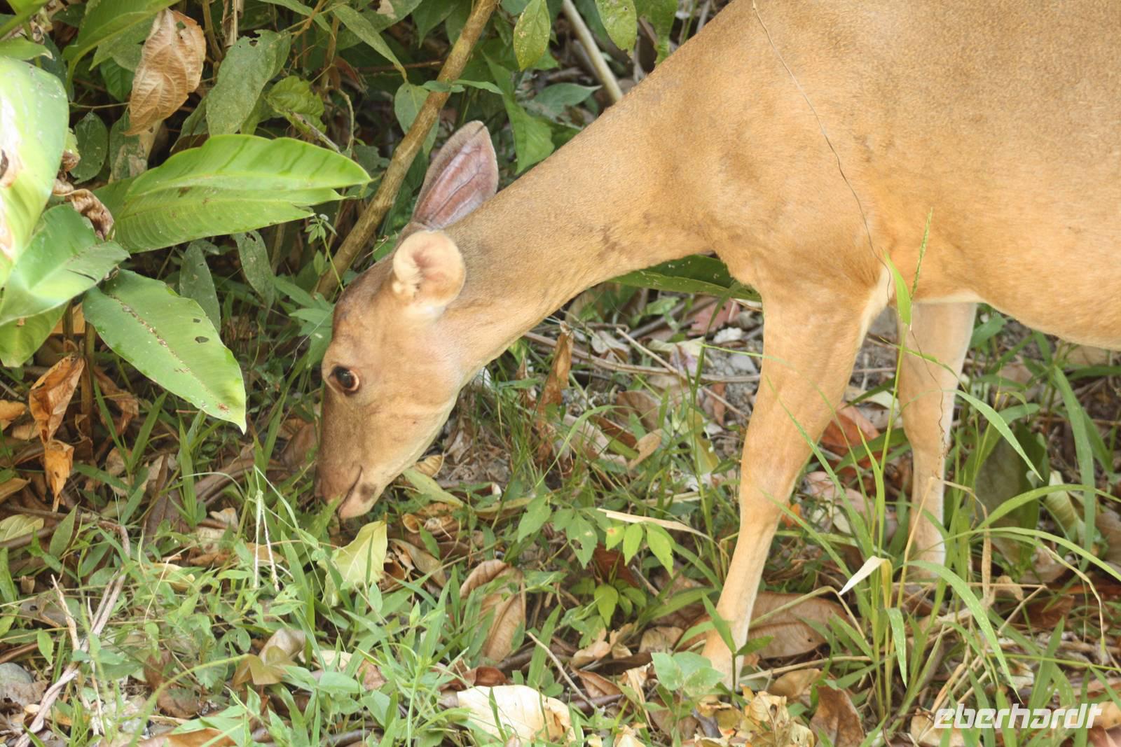 110 Costa Rica - Manuel Antonio NP