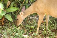 110 Costa Rica - Manuel Antonio NP