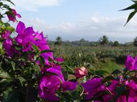 Ananasplantage