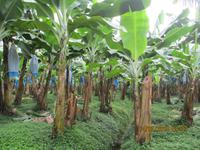 Bananenplantage