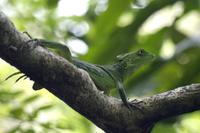 Basilisk