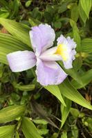 Blüten Costa Ricas