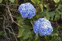Blüten Costa Ricas