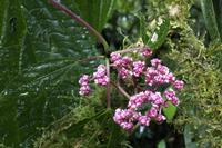 Blüten Costa Ricas