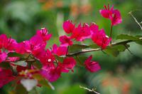 Blüten Costa Ricas