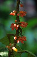 Blüten Costa Ricas