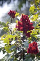 Blüten Costa Ricas