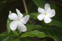 Blüten Costa Ricas
