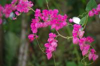 Blüten Costa Ricas