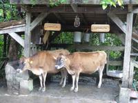 Camela und Camelita