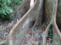 Carara Nationalpark