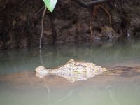 Cayman