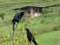 Costa Rica, 