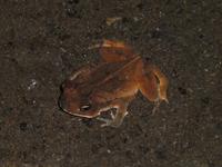 Costa Rica, Frosch