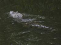 Costa Rica, Kaiman