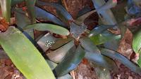 Costa Rica, Karibikküste, Hotel Cariblue, grüner Pfeilgiftfrosch