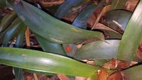 Costa Rica, Karibikküste, Hotel Cariblue, roter Pfeilgiftfrosch