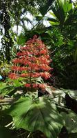 Costa Rica, Karibikküste, Hotelanlage Cariblue