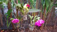 Costa Rica, Mittagspause im Cafe Macadonia