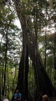 Costa Rica, Monteverde, Würgefeigenbaum