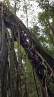 Costa Rica, Monteverde, Würgefeigenbaum