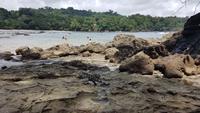 Costa Rica, Pazifik, Manuel Antonio NP, Badebucht mit Echse