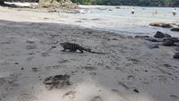 Costa Rica, Pazifik, Manuel Antonio NP, Badebucht mit Echse