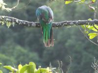 Costa Rica, Quezal