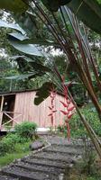 Costa Rica, Rafting Pacuare, Rio Tropical Lodge