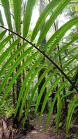Costa Rica, Savegretal, Savegre Lodge, Wanderung