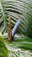 Costa Rica, Schmetterlings Garten