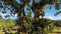 Costa Rica, Turrialba, Guayabo Lodge, Garten