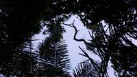 Costa Rica, Turtle Beach Lodge, Abendwanderung