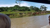 Costa Rica, Turtle Beach Lodge, Anreise mit dem Boot