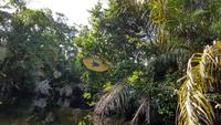 Costa Rica, Turtle Beach Lodge, Anreise mit dem Boot