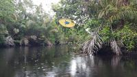 Costa Rica, Turtle Beach Lodge, morgentliche Tierbeobachtung