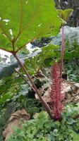 Costa Rica, Wandern zwischen den Vulkanen Turrialba und Irazu