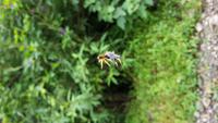 Costa Rica, Wanderung im Selvatura Park, Goldspinne