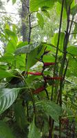 Costa Rica, Wanderung im Selvatura Park