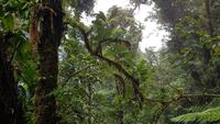 Costa Rica, Wanderung im Selvatura Park