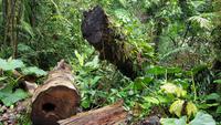 Costa Rica, Wanderung im Selvatura Park