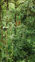 Costa Rica, Wanderung im Selvatura Park