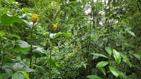 Costa Rica, Wanderung im Selvatura Park