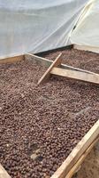 Costa Rica, beim Kaffee Bauern