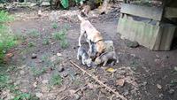 Costa Rica, unterwegs....Hundefamilie