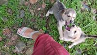 Costa Rica, unterwegs....Hundewelpen