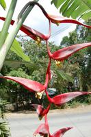 Exotische Pflanzen und Blüten