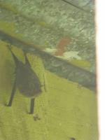 Fledermaus