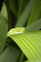 Frosch