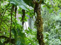 Im Regenwald